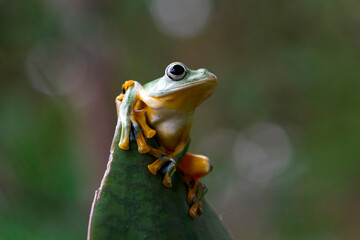 Javan tree frog front view on green leaves