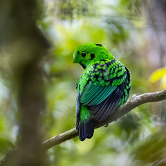 Nature wildlife image of Beautiful bird green broadbill perching on a branch. Whitehead's Broadbill bird endemic of Borneo