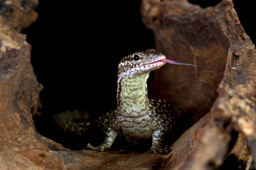 Varanus Nebulosus lizard climbing on wood with black backgron, ''Clouded Monitor'' 
