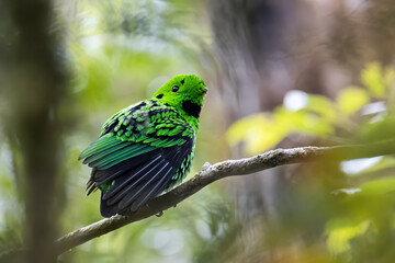 Nature wildlife image of Beautiful bird green broadbill perching on a branch. Whitehead's Broadbill bird endemic of Borneo