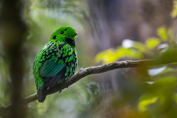 Nature wildlife image of Beautiful bird green broadbill perching on a branch. Whitehead's Broadbill bird endemic of Borneo