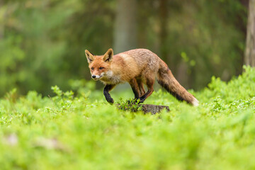 Cute Red Fox, Vulpes vulpes in fall forest. Beautiful animal in the nature habitat. Wildlife scene from the wild nature. Red fox running in orange autumn leaves