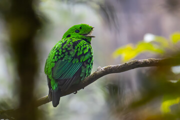 Nature wildlife image of Beautiful bird green broadbill perching on a branch. Whitehead's Broadbill bird endemic of Borneo