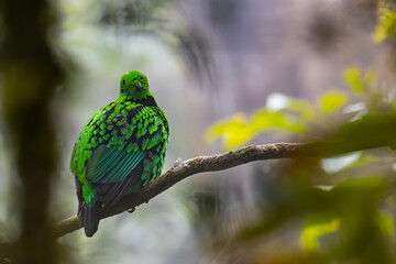 Nature wildlife image of Beautiful bird green broadbill perching on a branch. Whitehead's Broadbill bird endemic of Borneo