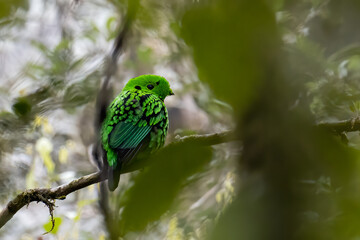 Nature wildlife image of Beautiful bird green broadbill perching on a branch. Whitehead's Broadbill bird endemic of Borneo