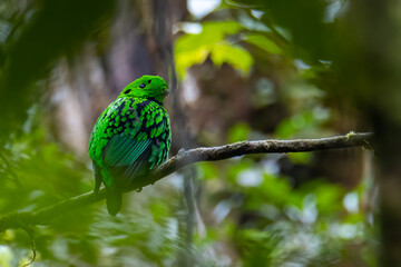 Nature wildlife image of Beautiful bird green broadbill perching on a branch. Whitehead's Broadbill bird endemic of Borneo