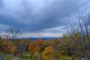 clouds over the forest