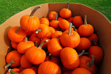 Display of round orange pumpkins at the farmers market in the fall