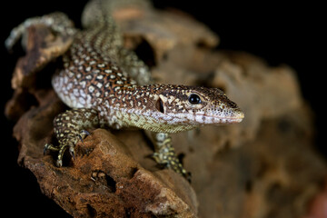Varanus Nebulosus lizard climbing on wood with black backgron, ''Clouded Monitor'' 
