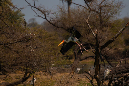 Flying painted storks in winters in Bharatpur Bird Sanctuary, Rajasthan, India a UNESCO World Heritage Site