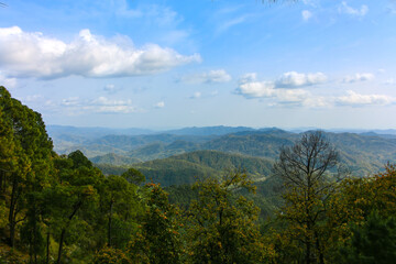Lush Green Trees & Hills of Lansdown, Uttarakhand, India