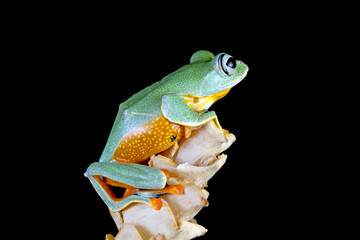 Javan tree frog front view on dry flower with black background