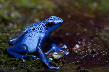 Dart frog dendrobates tinctorius azureus closeup on moss