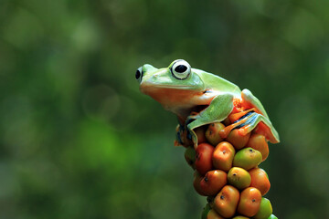 Javan tree frog front view on orange fruit, Flying frog sitting on fruit, rachophorus reinwardtii