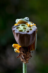 Javan tree frog front view on dry bud