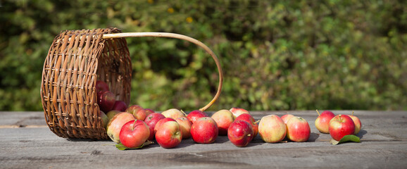 apples scattered from a wicker basket on a wooden table