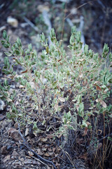 Photograph of a salvia lamiaceae plant