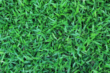 Fototapeta na wymiar Top view of beautiful green grass field for the background