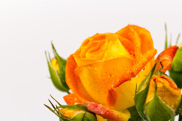 Beautifull orange roses isolated on white background. Copy space