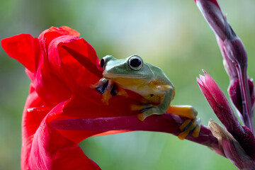 Javan tree frog front view on red flower