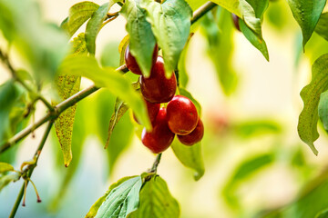 Japanese cornelian cherry with ripe fruits