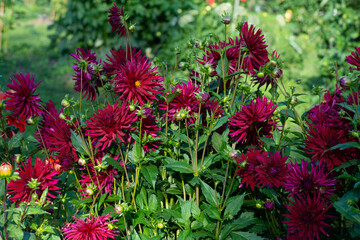 Red Dhalia variety Chat Noir flowering in a garden.