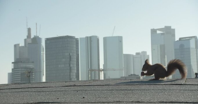 Eurasian Red Squirrel collecting acorns on roof
