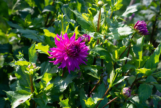 Pink Dahlia variety Alauna Alfama flowering in a garden