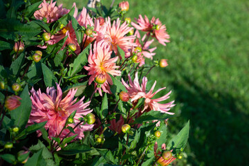 Pink Dahlia variety Pusens flowering in a garden