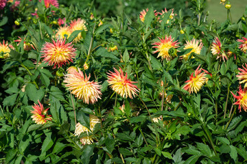 Yellow Dahlia variety Zorka flowering in a garden