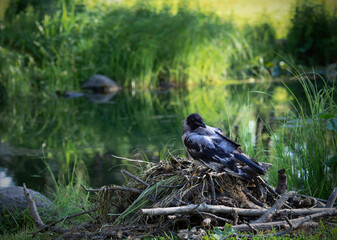 Yang crow, Corvus cornix, standing on a heap of branches and grass by a garden pond, closeup with selective focus
