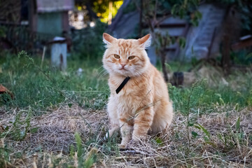Naklejka na ściany i meble Sad cat sits on the grass and looks down. There are no people in the frame next to the animal. The concept of abandoned animals, loneliness and longing