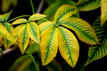 Chestnut tree twig, colorful autumn leaves, fall season,  selective focus. Natural background