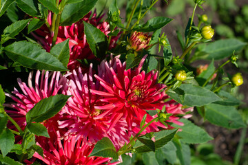 Pink Dahlia variety Gute Laune flowering in a garden