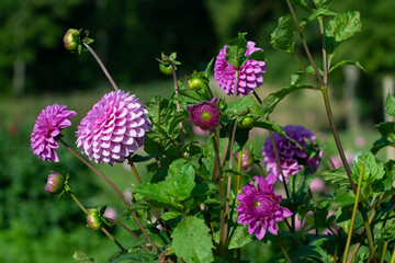 Pink Dahlia variety Barbara flowering in a garden.