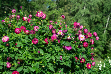 Fototapeta na wymiar Pink Dahlia variety Robert Too flowering in a garden.