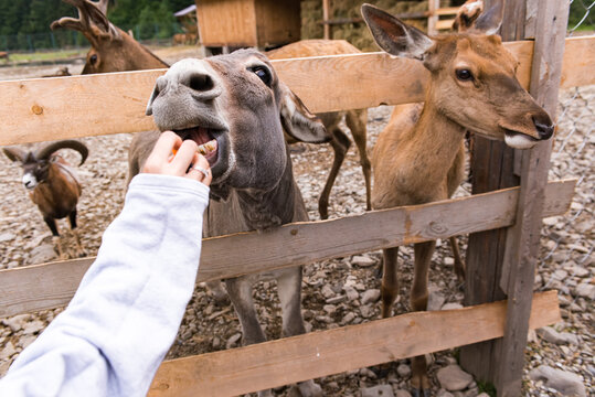 August 15, 2020 the village of Synevyrska Dolyna, Zakarpattia region, a donkey and a roe deer in wooden pens which people feed