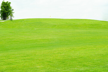 texture of Beautiful green grass pattern from golf course