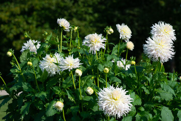 White Dahlia variety Mingus Arthur flowering in a garden