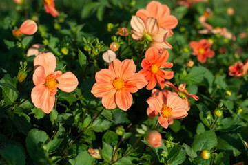 Orange Dahlia variety Tor flowering in a garden