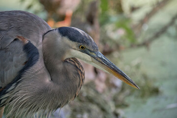 Portrait of A Great Blue Heron (Ardea herodias) looking down sitting on a branch in a pond water...