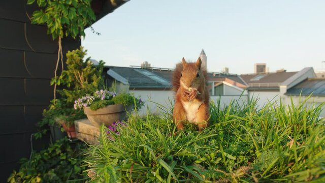 Eurasian Red Squirrel standing in grass and feeding