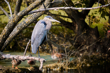 A Great Blue Heron (Ardea herodias) sitting on a branch in a pond water environment