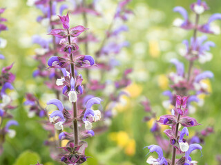 Purple and white flowers of sage, salvia officinalis, medicinal plant, blooming in a garden, closeup with selective focus