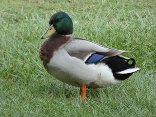 Mallard Duck in the Park