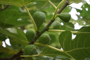 Unreife Feigen am Feigenbaum