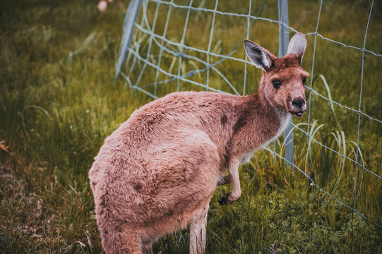 Kangaroo