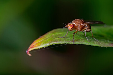 Fototapeta na wymiar Fruit Fly, Taufliege, Fruchtfliege (drosophila melanogaster)