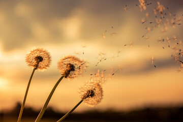 Fototapeta premium A Dandelion blowing seeds in the wind at dawn.Closeup,macro