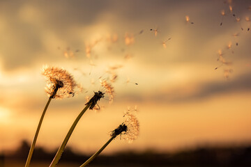 A Dandelion blowing seeds in the wind at dawn.Closeup,macro